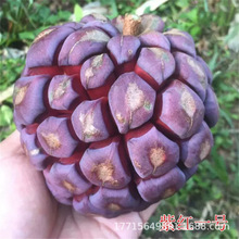 批发黑老虎苗布福娜果树苗观赏盆栽苗抗霜冻南北方可种通道黑老虎