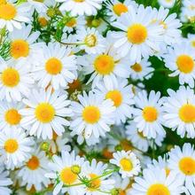 洋甘菊花种子小雏菊易爆盆种子四季开花易活盆栽花籽大全花卉种植