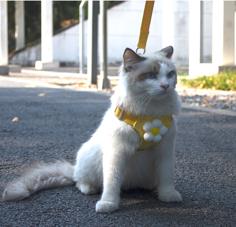 Pet Leash Styles