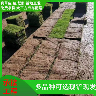 Manila Grass Seeds, Dwarf, Drought-Resistant, Pruning-Free Slope Protection, Soil-Fixing, Evergreen Courtyard Greening Lawn Grass Wholesale for All Seasons