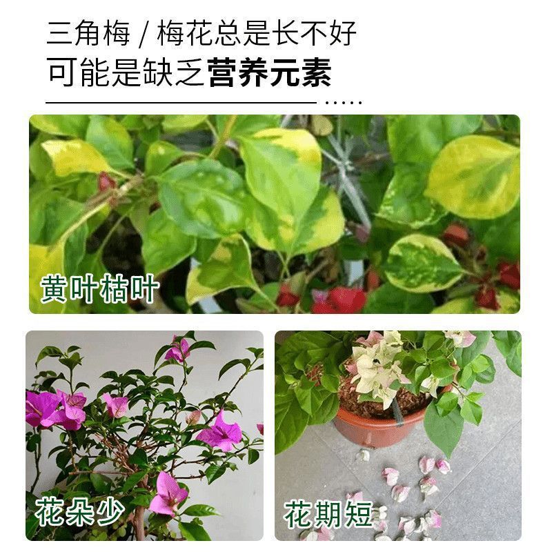 三角フラワー専用肥料、開花促進・根強化粒状緩効性栄養肥料、新緑の葉と梅の花の有機肥料|undefined