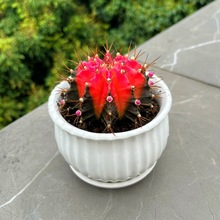 �ʺ�ĵ��ϡ���������\���_���ױ��з�ݗ������ȩ����Gֲ