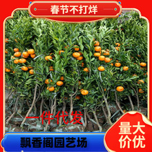 ���Ϲ�����Ʒ�N�t�������ĸ��ٽۘ���@�ֹ�������֮�̽���