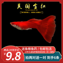 美國淡水魚 美國淡水魚批發 促銷價格 產地貨源 阿里巴巴