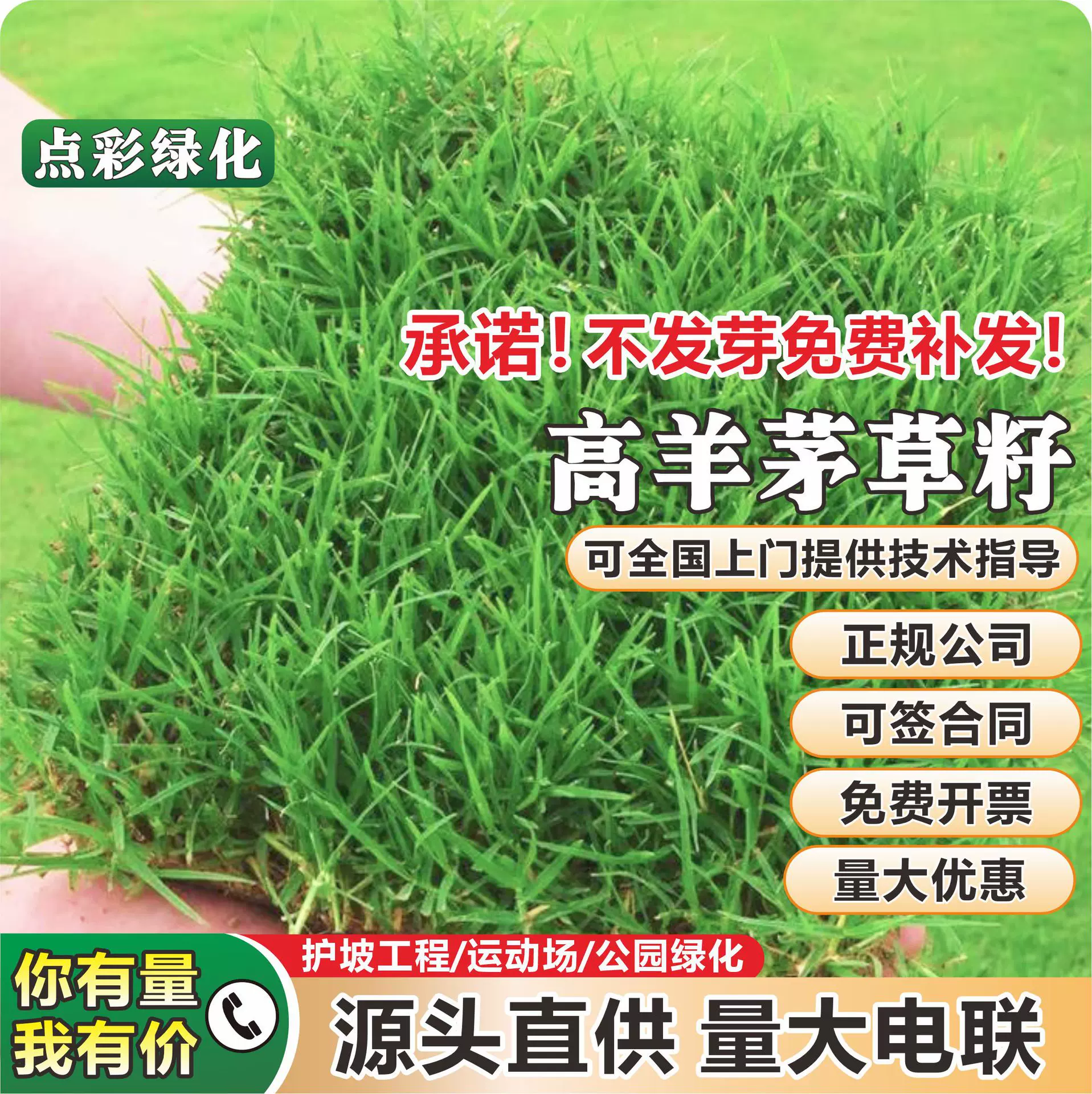 高羊茅种籽庭院护坡耐践踏园林绿化工程草籽耐寒耐旱四季常青种子