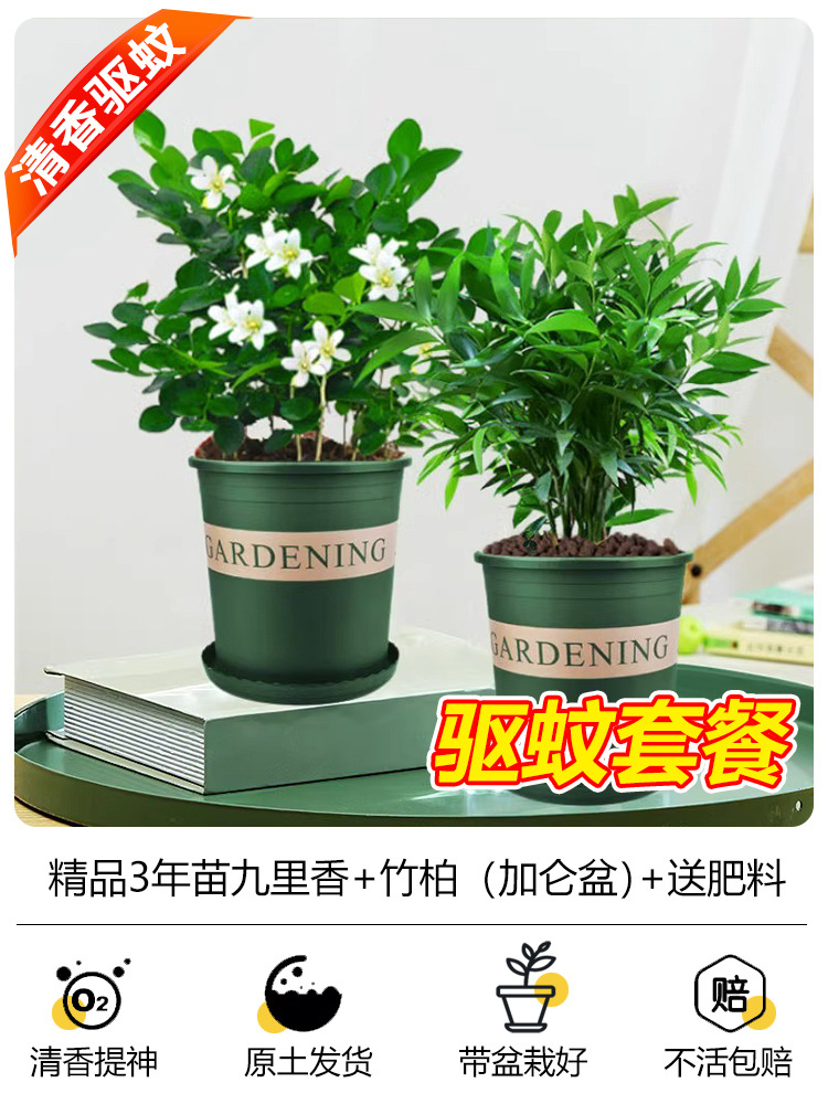 [모기퇴치 패키지] 구리향 3년 + 대나무, 편백나무 3년(갤런 화분) + 비료 2개 무료