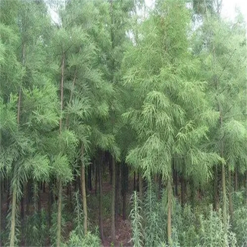 杉木种沙树种杉树柳杉落羽杉籽冷杉池杉刺杉油杉云杉绿化苗木种子