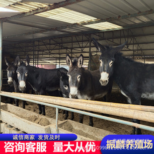 �Bֳ�����l�H�� ë�H�F؛�Bֳ���wСë�H ���H�����l