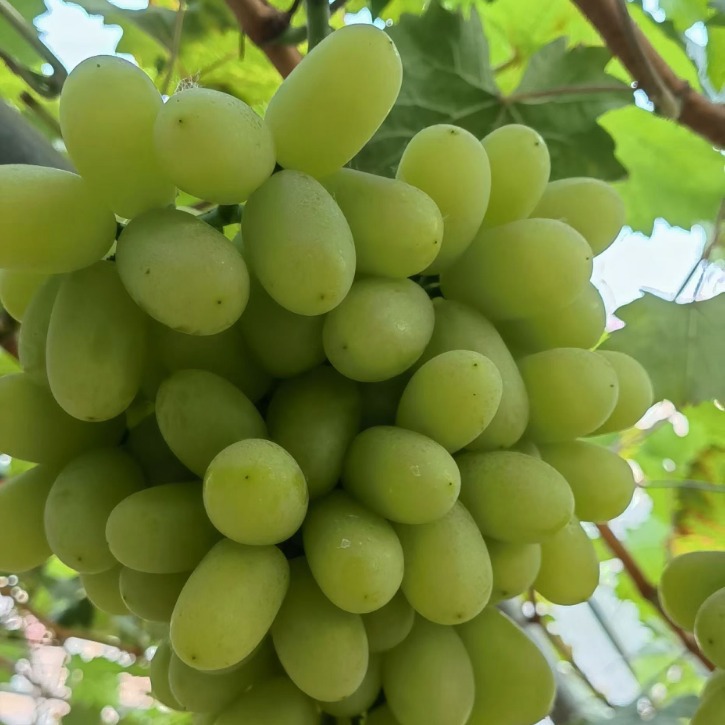 2024-08-04 20:26:00.jpg