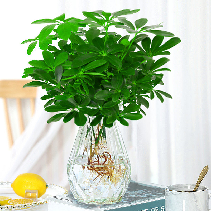 수경 행운나무 25-30cm+다이아몬드 유리 화분+영양액