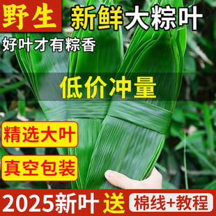 Fresh Large Size Fresh-Cut Zongzi Leaves and Palm Leaves, Dried Reeds for Commercial Wholesale during the Dragon Boat Festival