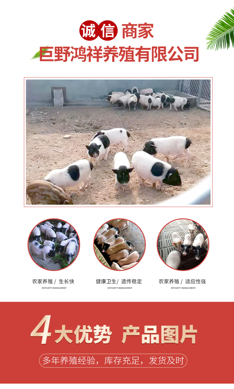 巴马香猪详情_02.jpg