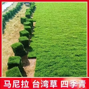 Wholesale Courtyard Greening, Trample-Resistant Turf with Soil, Manila Real Grass Project, Easy to Live, Taiwan Grass, Villa Four