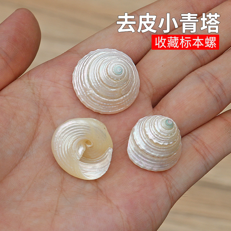 Natural Conch Shell Peeled Small Green Tagnail Fluorescent Specimen Hermit Crab Replacement Shell Aquarium Aquarium Landscaping Decoration Natural Conch Shell Peeled Small Green Tagnail Fluorescent Specimen Hermit Crab Replacement Shell Aquarium Aquarium Landscaping Decoration