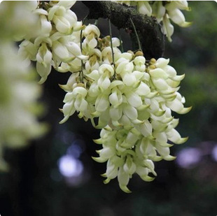 White Plant Climbing Vines/Evergreen Oil Vine Seedlings/Wheat Bird Seedlings/Golden Flower Oil Vine Seedlings