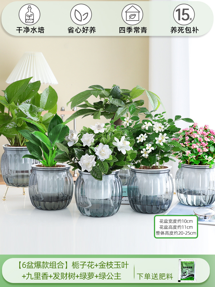 [6 화분 핫 콤비네이션] 치자나무 + 황금가지와 옥잎 + 구리향 + 돈나무 + 청무 + 그린 프린세스