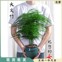 大文竹盆栽室内植物好养老桩大苗办公室绿植十年四季常青绿植花卉