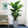 Scandinavian plant lamp for living room indoor, wholesale, internet celebrity