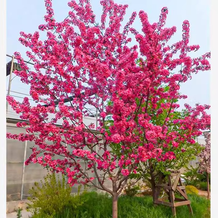 紫叶碧桃树苗庭院大型耐寒园林工程绿化风景树桃树红花碧桃树活苗