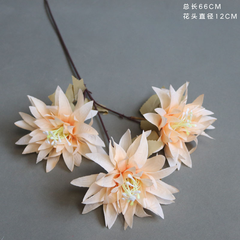 Champagne garra grande crisantemo