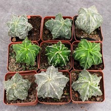 �����[�P���� �׾���¡��������������ֲ��