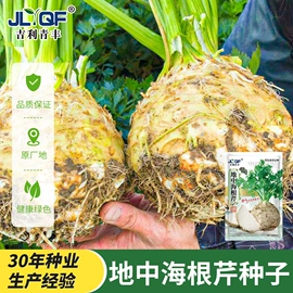 蔬菜种子