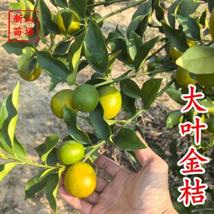 �����~����硿�Ĵ����۽�̽������Ʒ�N���~��Ƥ�𵰽�������