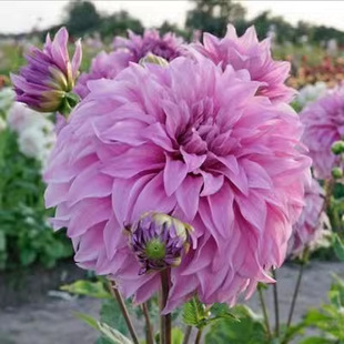 Dahlia Bulbs, Four-Season Flower Potted Indoor and Outdoor Dahlia, Sweet Potato Flower, Double-Petaled Bulb Flower Plant