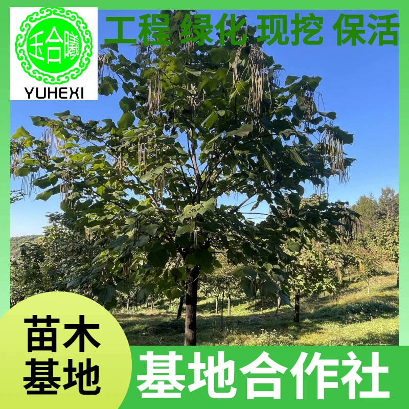 Wutongshu Zishu 5-18cm 1.8m с фиксированным столбом Северо-Восточный ландшафтный дизайн детской комнаты