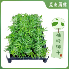 袖珍椰子苗盆栽花卉办公室桌面绿色植物四季常青观叶植物椰子树苗