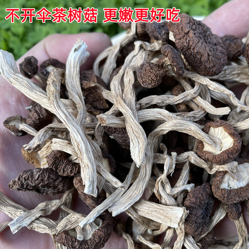 茶树菇干货特等新货不开伞修剪无根嫩茶树蘑菇香菇煲菌汤散装500g