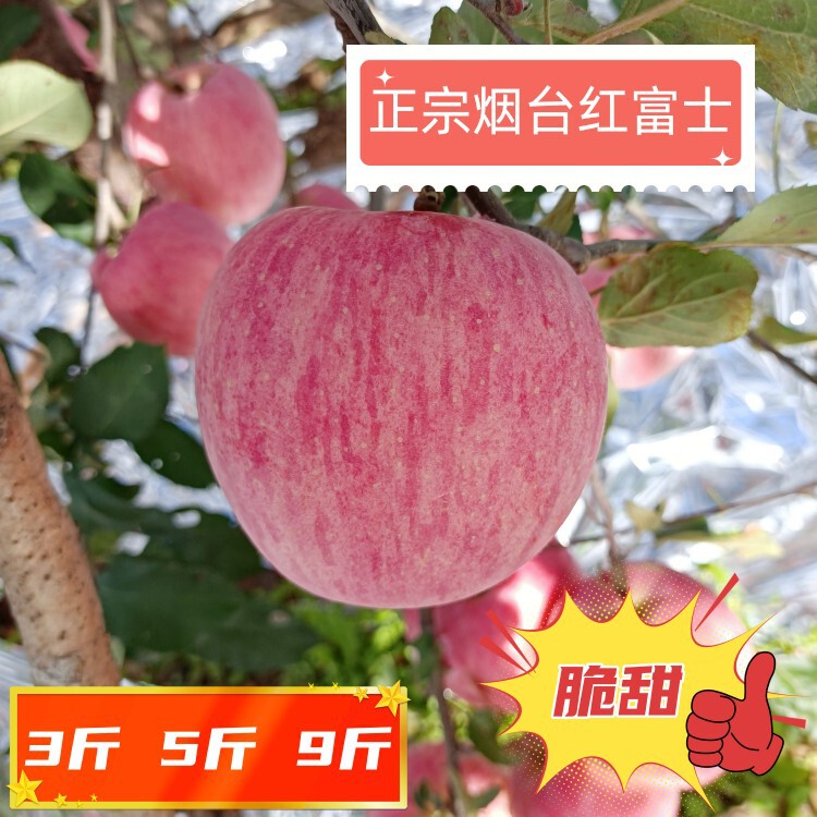 Authentic Yantai Red Fuji Apple Striped Slices Red 3kg 5kg 4.5kg Free Shipping Qixia Yantai Red Fuji Gift Box