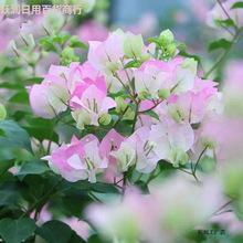 ڻذ÷ԎͥԺϘļ_GяSֱl