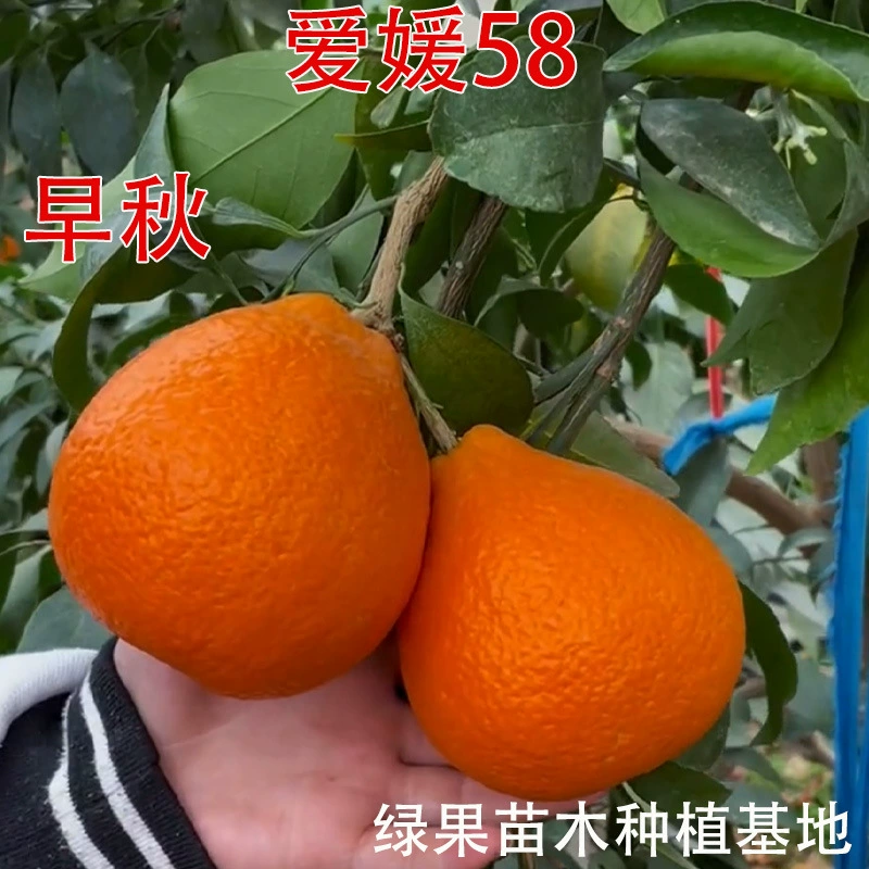 Саженцы цитрусовых с прививкой, раннеосенний апельсин, новые сорта цитрусовых, саженцы раннеосенних апельсинов Ehime № 58.