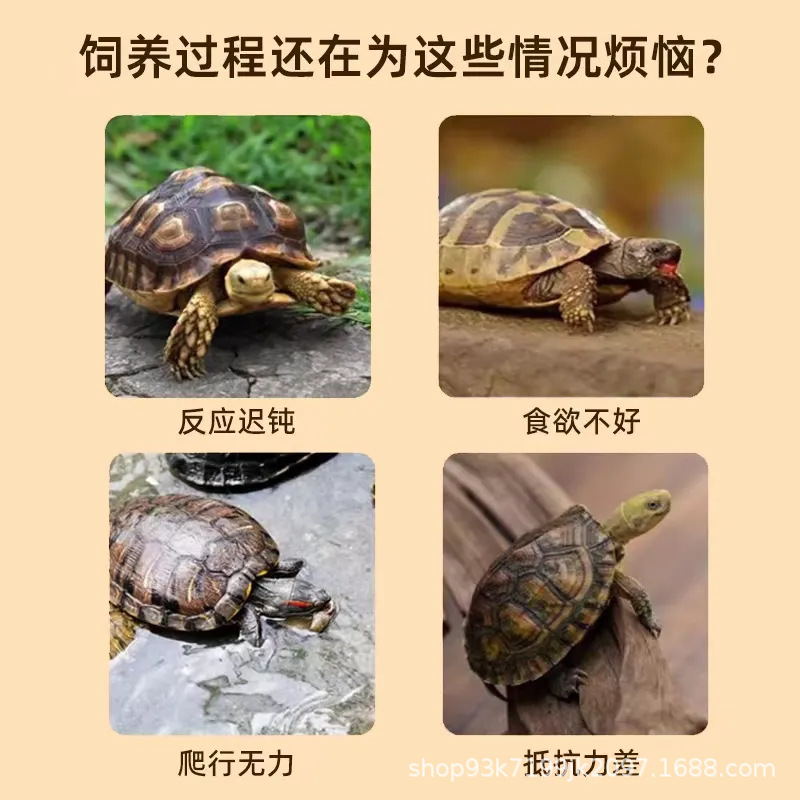 亀は超エネルギーで電解します。|undefined