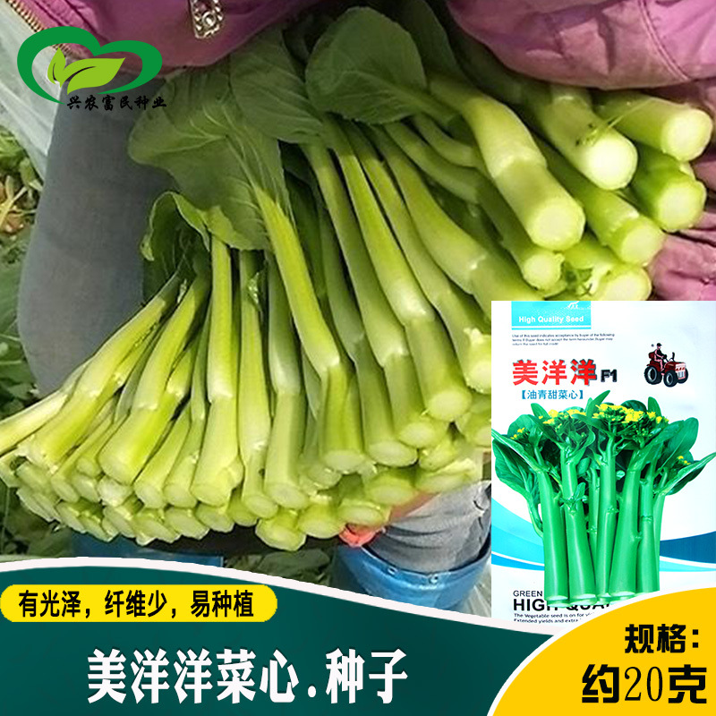 拖车头美洋洋菜心种子 产量高生长速度快纤维少风味佳菜心籽