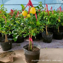 ���ع��� �ļ���ˮ���������� �̨ͥԺ�ļ��_���������� ������