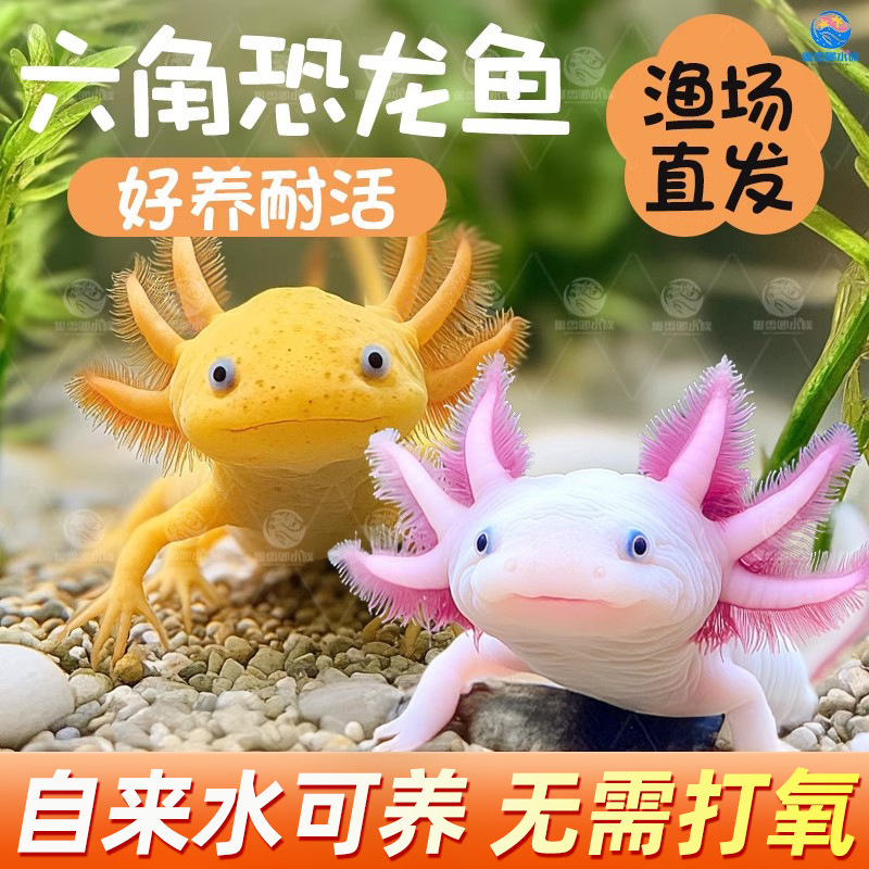 Hexagonal Dinosaur Fish, Axolotl Pet, Live Fish, Cold Water Fish, American Axolotl, Freshwater Easy-To-Raise, Durable Goldfish, Koi, Ornamental Fish Hexagonal Dinosaur Fish, Axolotl Pet, Live Fish, Cold Water Fish, American Axolotl, Freshwater Easy-To-Raise, Durable Goldfish, Koi, Ornamental Fish
