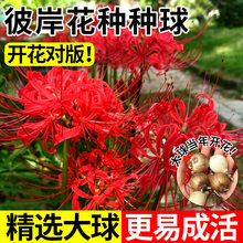 �˰����N������ɳ�A���N�t��ʯ���҃�����ֲ����צ�����Ի��ܷN��