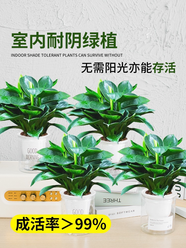 [특가] 골든다이아몬드 25cm 화분 4개, 나무 3그루(굿모닝 화분) + 영양액