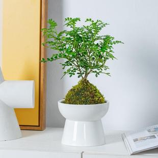 ����ľ̦�\�������k����ˮ������ľ���ԃ����՚���B��U��Gֲ