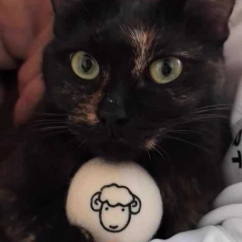 猫玩具羊毛球静音无声自嗨毛绒球耐咬互动逗猫实心球猫咪丰容玩具|undefined