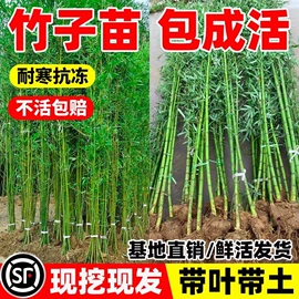 种子;草种子;盆栽