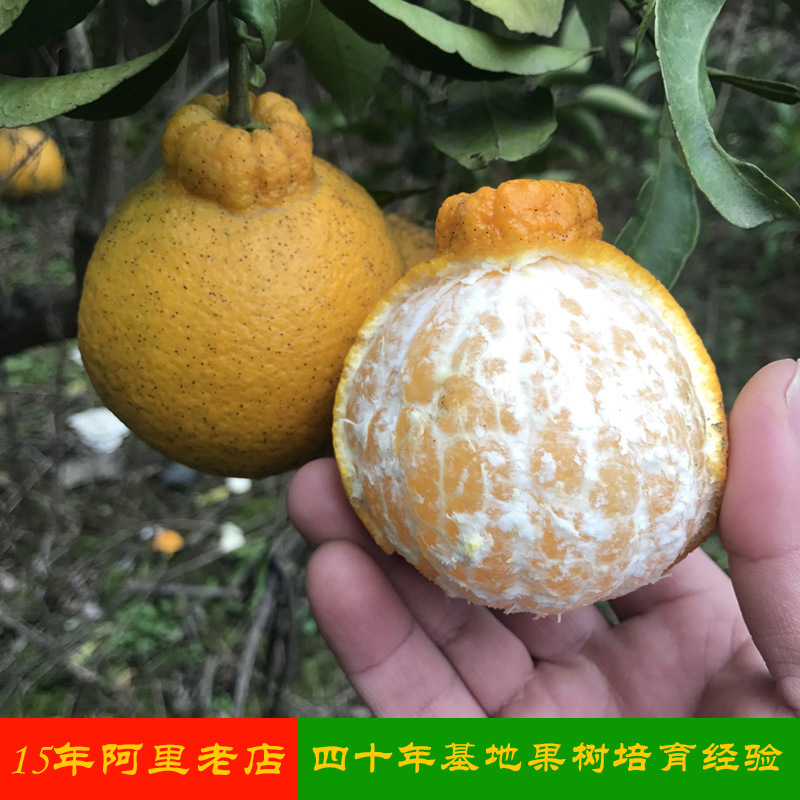 湖南果苗批发不知火柑桔苗不知火苗日本杂柑苗不知火丑八怪果树苗