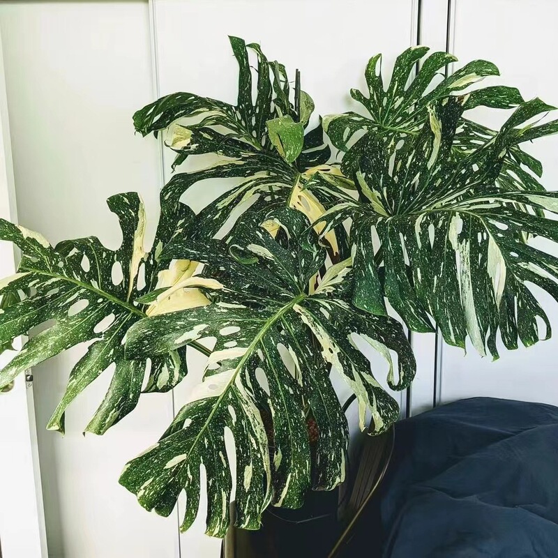 Bianxi Sprinkled Gold Monstera White Brocade Yellow Brocade Araceae Indoor Foliage Green Plant White Turtle Ins Popular Plant