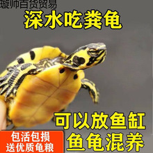 鱼的混养吃屎净化观赏龟乌龟活物深水吃粪龟水质淡水草龟鱼龟王八