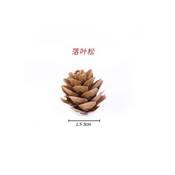 ✷◎◎◎◎✷Larch 2-3CM✷◎◎◎◎✷