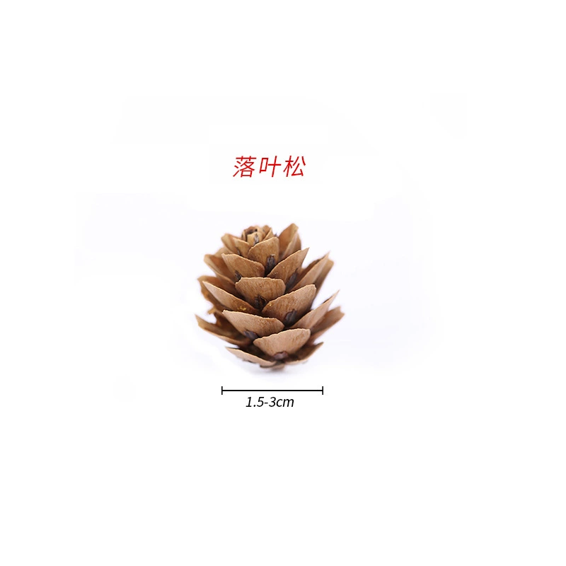 ➻Pine cones, natural pine cones, American pine, local pine, pine cones, Dalintou, pine flowers, pine cone crafts