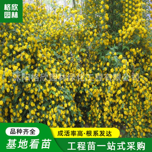 �@�օ�����Ļ���ͥԺ�ͺ��G����ľ�^������ֲ�����Զ໨���С��