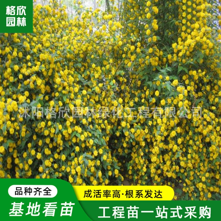 Садовые кластеры рассады цветов Дитанг Двор Морозостойкое озеленение саженцев Просмотр цветов Вьющаяся лоза Растения в горшках Многоцветочные рассады Дитанг